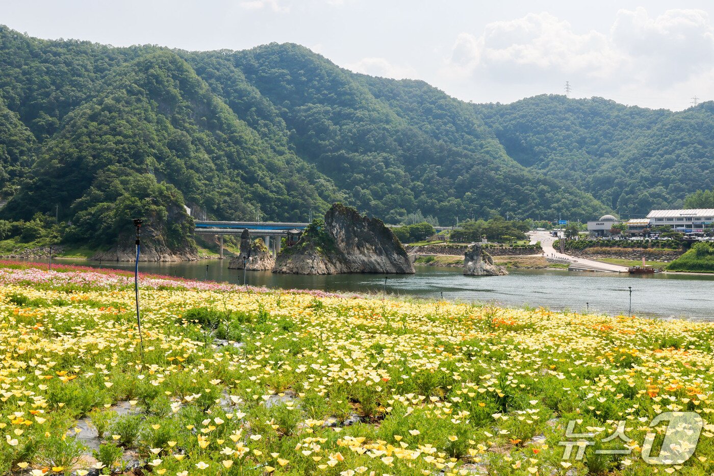 본문 이미지 - 단양군 도담삼봉 인에 핀 대채로운 봄꽃.(단양군 제공, 재판매 및 DB금지)/뉴스1 