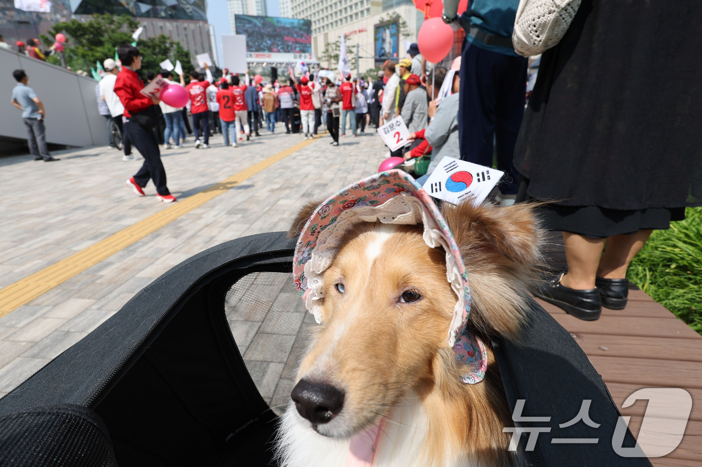 (수원=뉴스1) 이광호 기자 = 김문수 국민의힘 대통령 후보가 1일 경기 수원컨벤션센터 광장에서 열린 유세에서 지지를 호소하는 가운데 반려견이 태극기 머리띠를 하고 있다. (공동취 …