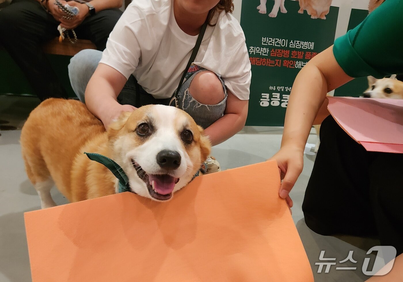 본문 이미지 - 펫스너컬러 프로그램에서 컬러 진단을 받고 있는 웰시코기 &#39;겐츠&#39; ⓒ 뉴스1 한송아 기자