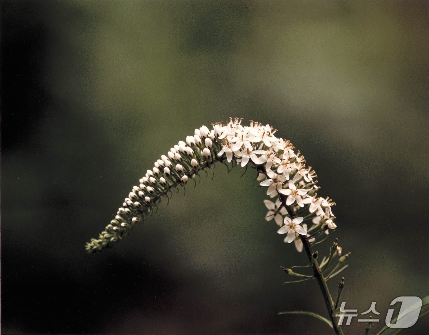 본문 이미지 -  소백산 야생화 까치수영 야생화.(단양군 제공, 재판매 및 DB금지)/뉴스1 