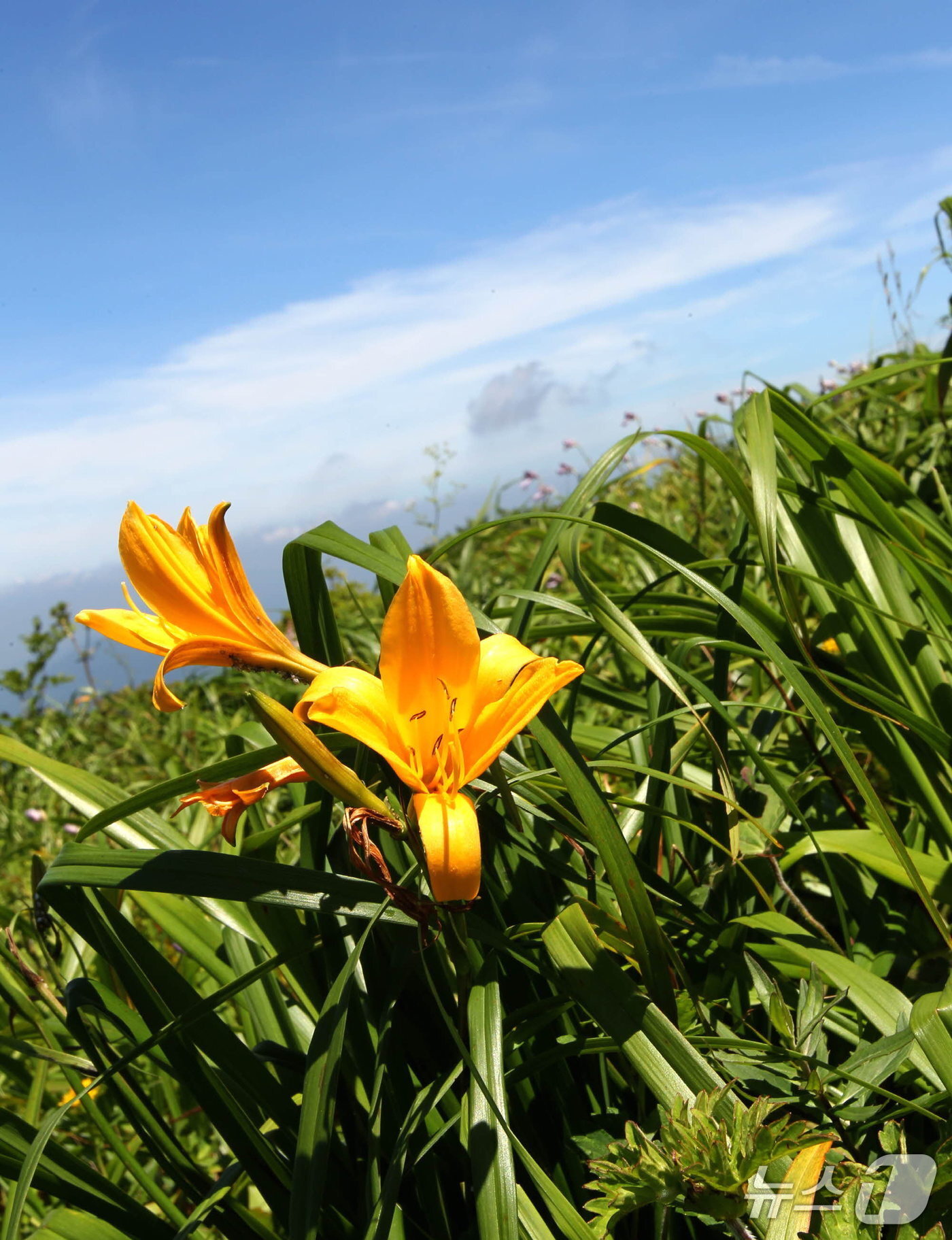 본문 이미지 - 소백산 야생화 원추리.(단양군 제공, 재판매 및 DB금지)/뉴스1  