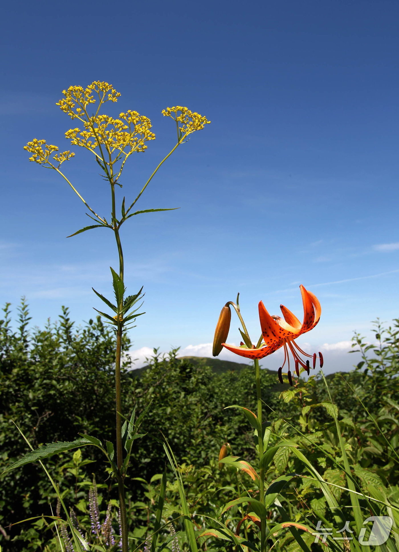 본문 이미지 - 소백산 야생화 마타리와 참나리 야생화(단양군 제공, 재판매 및 DB금지)/뉴스1   