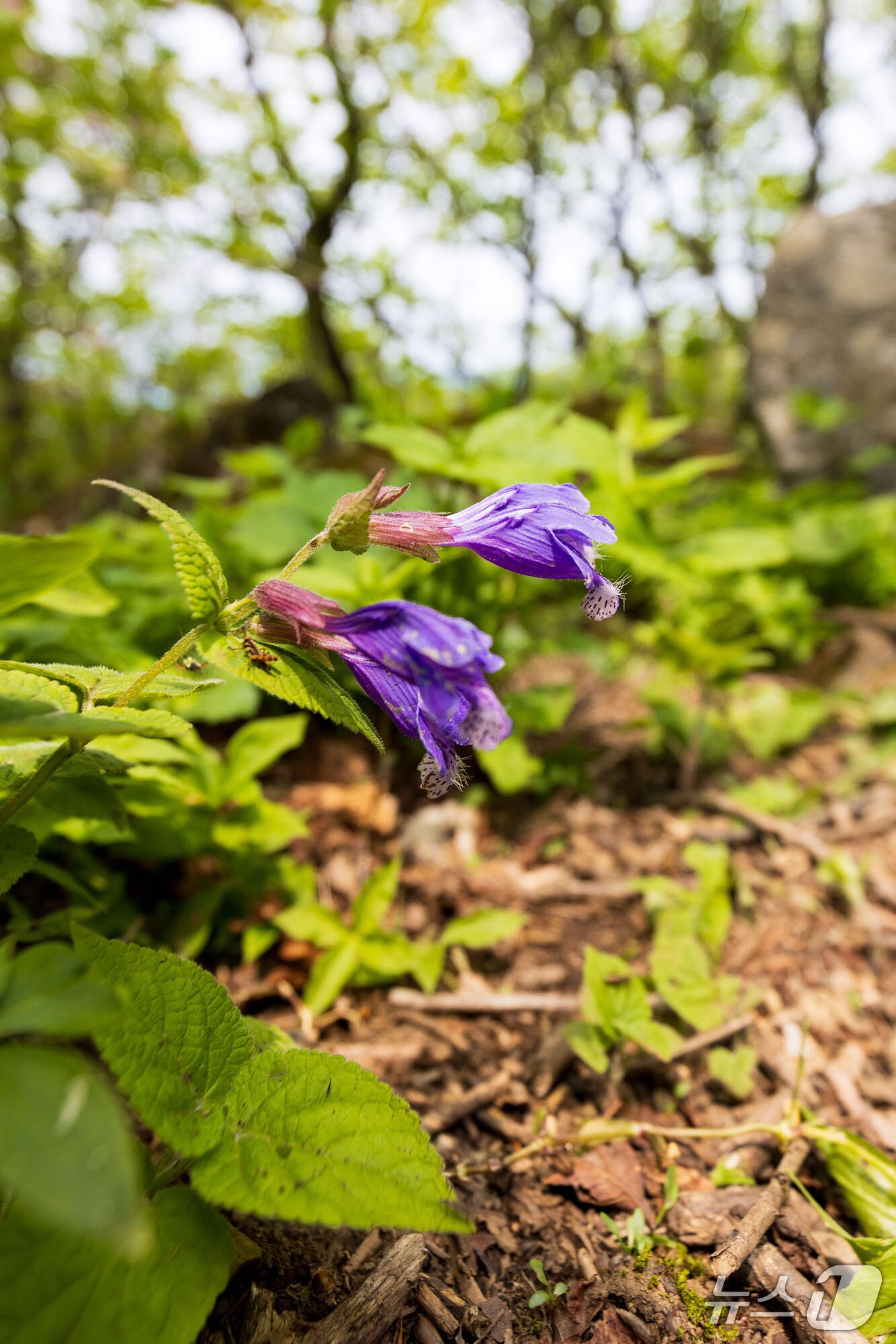 본문 이미지 - 소백산 연화봉 숲길 벌깨덩굴.(단양군 제공, 재판매 및 DB금지)/뉴스1    