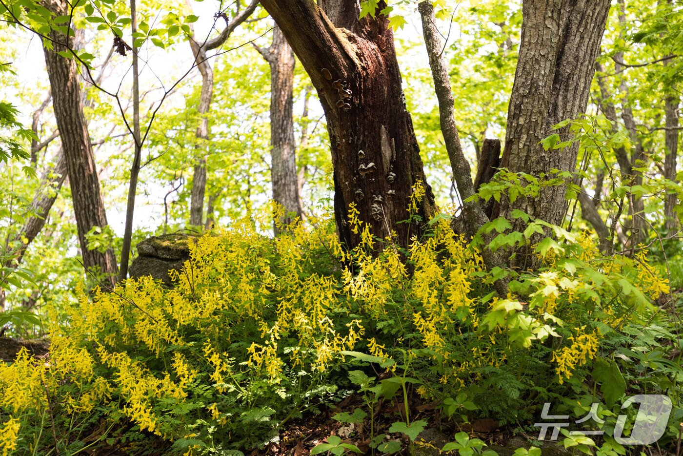 본문 이미지 - 소백산 연화봉 깔딱고개 야생화.(단양군 제공, 재판매 및 DB금지)/뉴스1     