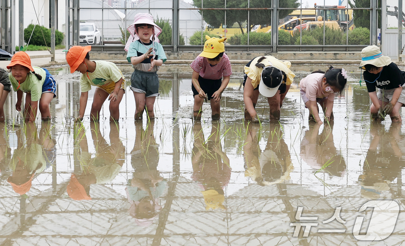 (수원=뉴스1) 오대일 기자 = 10일 오전 경기 수원시 국립식량과학원 중북부작물연구센터에서 열린 어린이 모내기 체험에서 어린이들이 고사리손으로 모내기를 하고 있다.농촌진흥청은 어 …