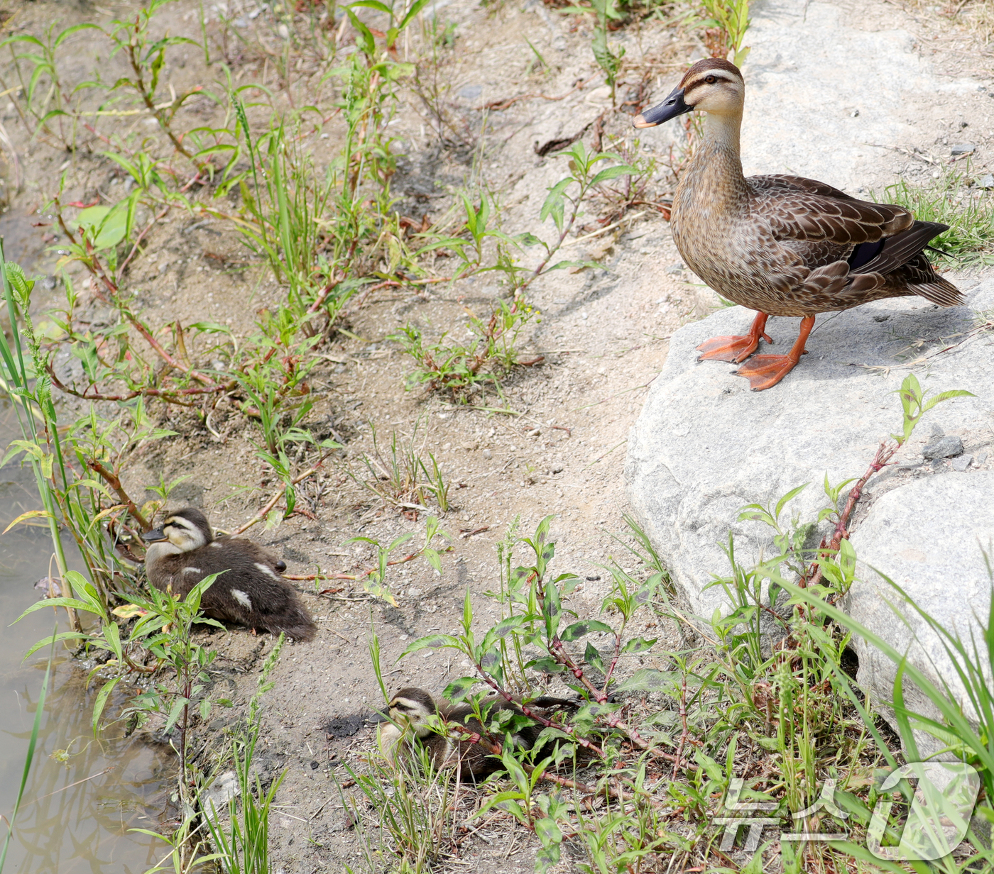 (전주=뉴스1) 유경석 기자 = 초여름 날씨가 이어지고 있는 10일 전북 전주시 덕진공원에서 오리 가족이 물가에서 휴식을 취하고 있다. 2025.6.10/뉴스1