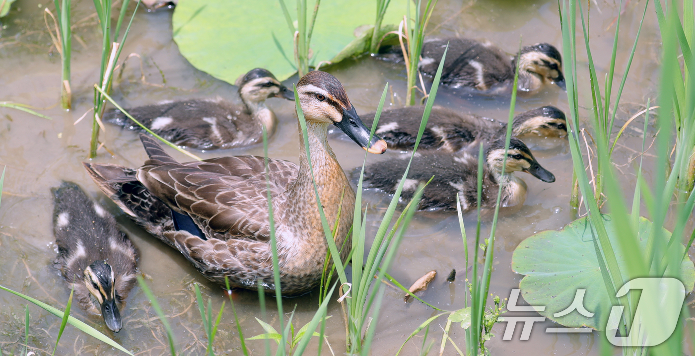 (전주=뉴스1) 유경석 기자 = 초여름 날씨가 이어지고 있는 10일 전북 전주시 덕진공원에서 오리 가족이 헤엄을 치고 있다. 2025.6.10/뉴스1