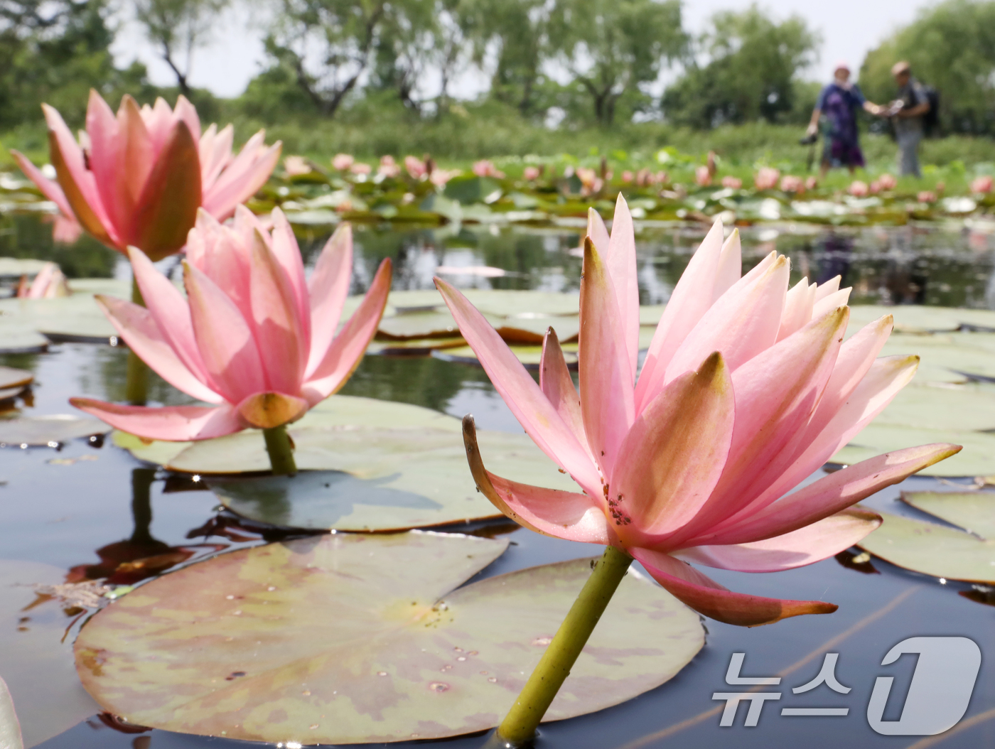 (부산=뉴스1) 윤일지 기자 = 초여름 날씨를 보인 10일 오후 부산 사상구 삼락생태공원 연꽃단지에 수련꽃이 활짝 펴 눈길을 사로잡고 있다. 2025.6.10/뉴스1