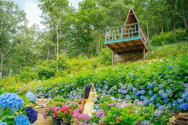 초여름 싱그러움 가득 '땅끝해남' 정원 4선… "우리 산책할래요?"