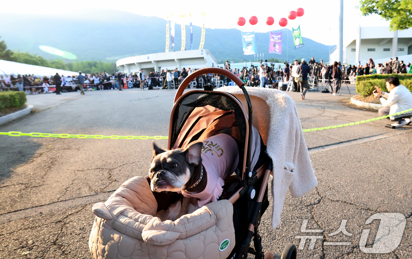 (연천=뉴스1) 권현진 기자 = 방탄소년단(BTS)의 지민과 정국이 제대하는 11일 오전 경기도 연천군 연천공설운동장에 한 아미(방탄소년단 팬덤명)의 애완견이 정국의 티셔츠를 입고 …