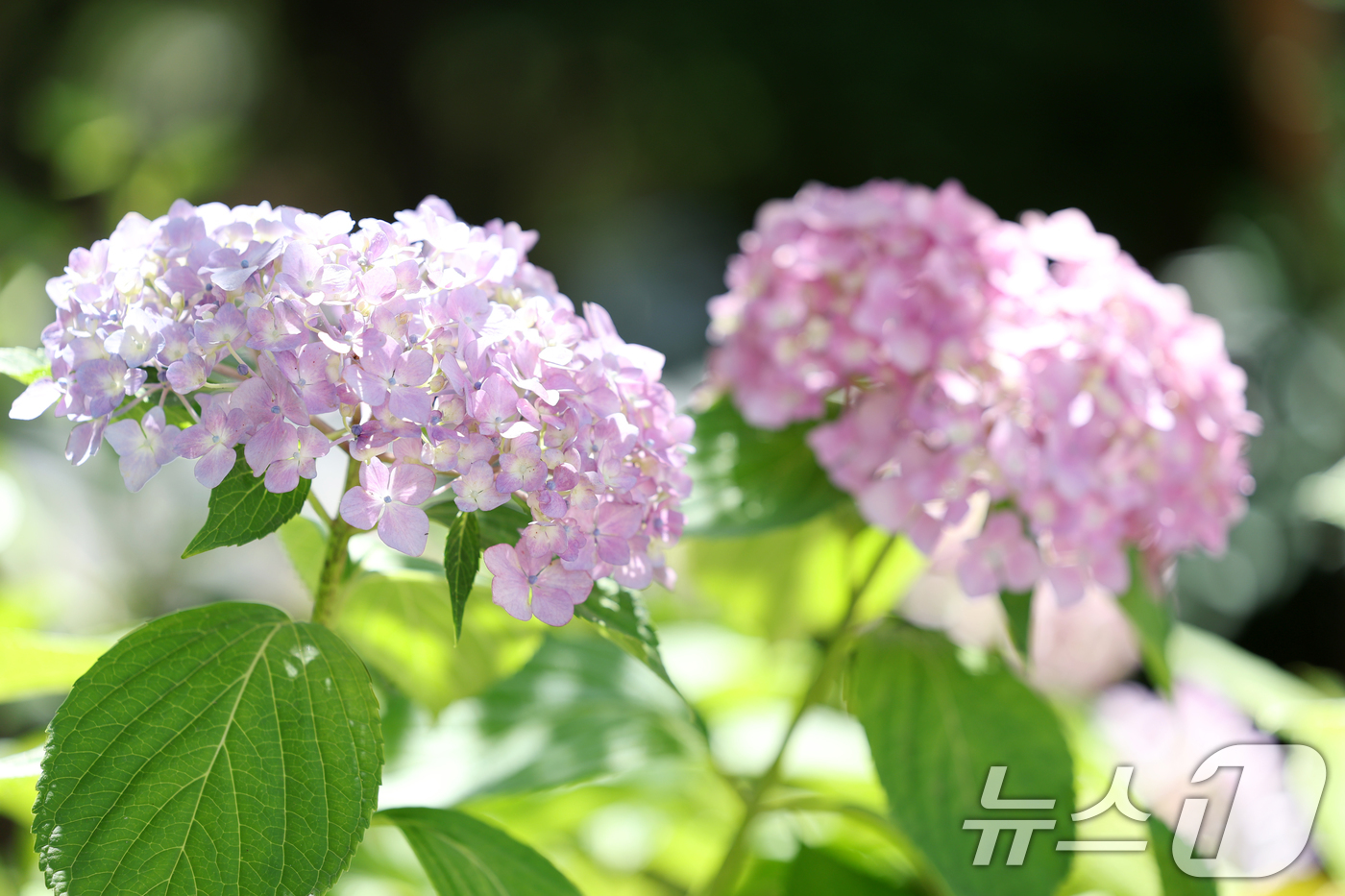 (광주=뉴스1) 이승현 기자 = 초여름 날씨가 이어지는 11일 광주 광산구 수완지구에 수국이 피어 있다.  2025.6.11/뉴스1