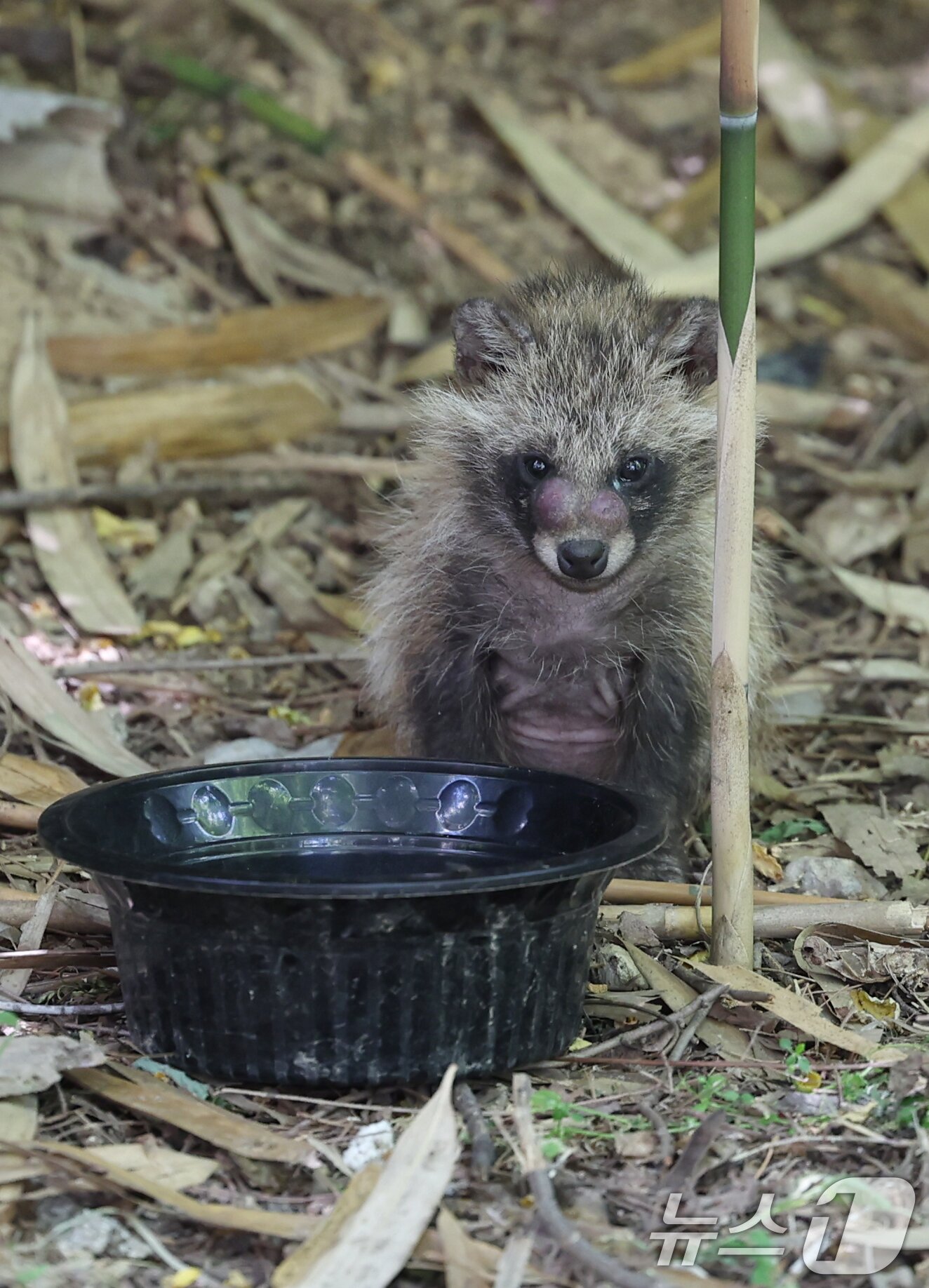본문 이미지 - 11일 광주 광산구 장덕공원에서 발견된 새끼 너구리의 모습. 2025.6.11/뉴스1 ⓒ News1 이승현 기자