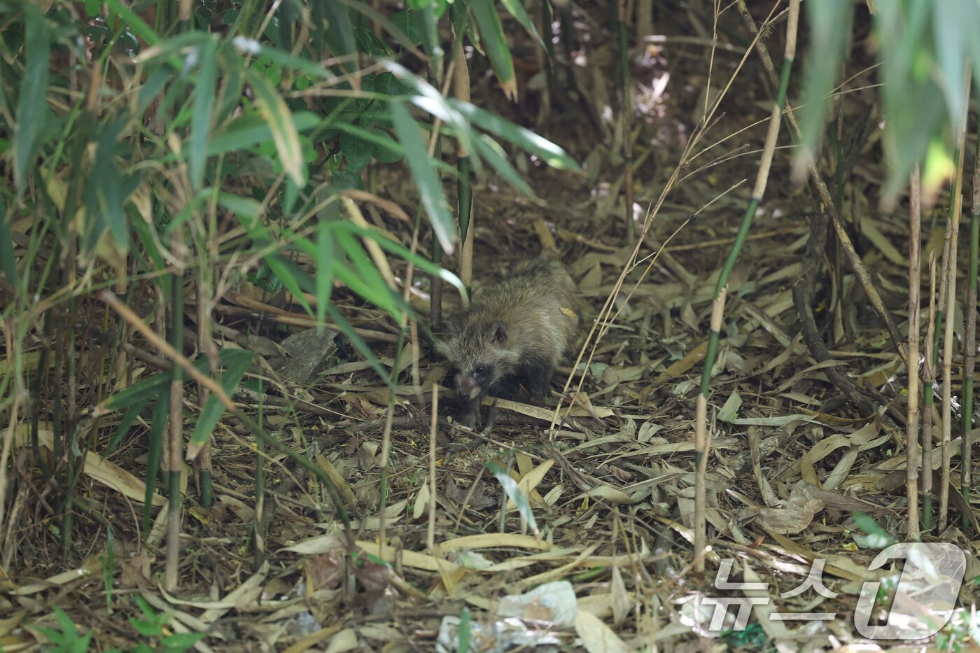 본문 이미지 - 11일 광주 광산구 장덕공원에서 새끼 너구리가 돌아다니고 있다. 2025.6.11/뉴스1 ⓒ News1 이승현 기자