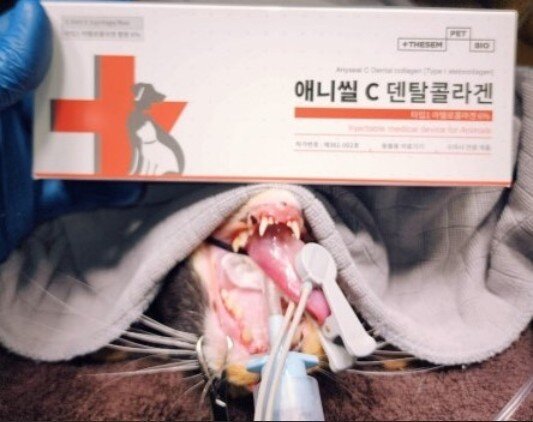 본문 이미지 - 그레이스 고양이병원은 치과 질환 치료에 덴탈 콜라겐을 활용해 빠른 회복을 돕고 있다&#40;그레이스 고양이병원 제공&#41; ⓒ 뉴스1