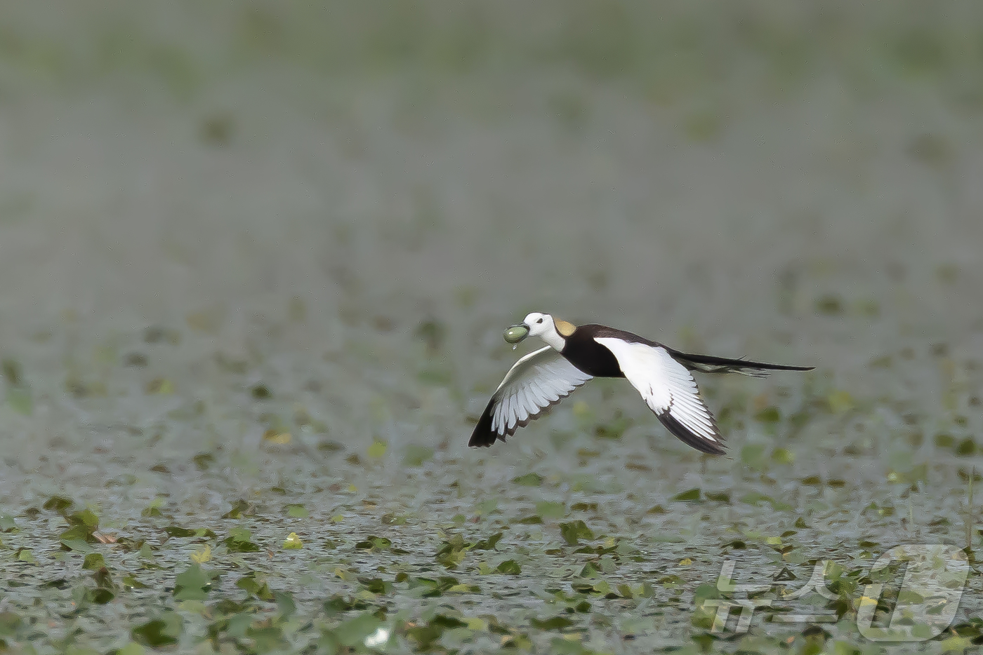 (창원=뉴스1) 최창호 기자 = 11일 경남 창원시 주남저수지에서 물꿩 한마리가 알을 물고 날아가고 있다.3~7월이 번식기로 한번에 4개의 알을 낳는다. (생태사진작가 하재일씨 제 …