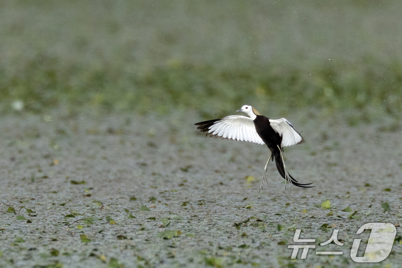(창원=뉴스1) 최창호 기자 = 11일 경남 창원시 주남저수지에서 물꿩 한마리가 날아오르고 있다.3~7월이 번식기로 한번에 4개의 알을 낳는다. (생태사진작가 하재일씨 제공) 20 …