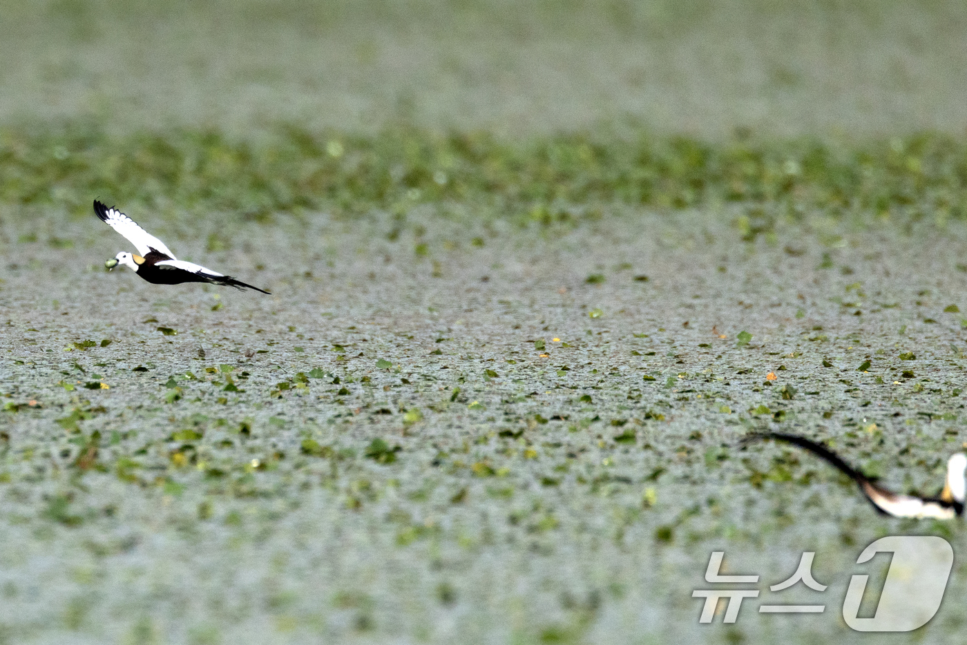(창원=뉴스1) 최창호 기자 = 11일 경남 창원시 주남저수지에서 물꿩 한마리가 알을 물고 날아가고 있다.3~7월이 번식기로 한번에 4개의 알을 낳는다. (생태사진작가 하재일씨 제 …