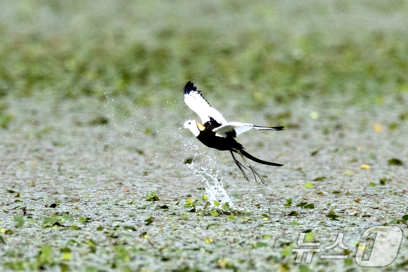 (창원=뉴스1) 최창호 기자 = 11일 경남 창원시 추남저수지에서 물꿩 한마리가 날아오르고 있다.3~7월이 번식기로 한번에 4개의 알을 낳는다. (생태사진작가 하재일씨 제공) 20 …