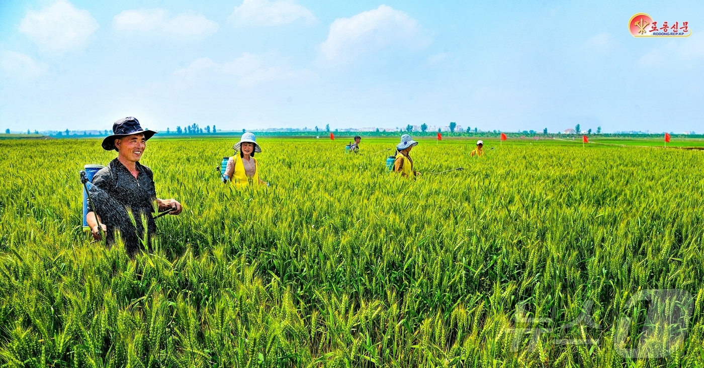 (평양 노동신문=뉴스1) = 북한 노동당 기관지 노동신문은 12일 각지 농촌들에서 유기농법 도입 열의가 고조되고 있다고 보도했다. 신문은 "우월성이 확증된 우렁이농법을 자기 지역과 …