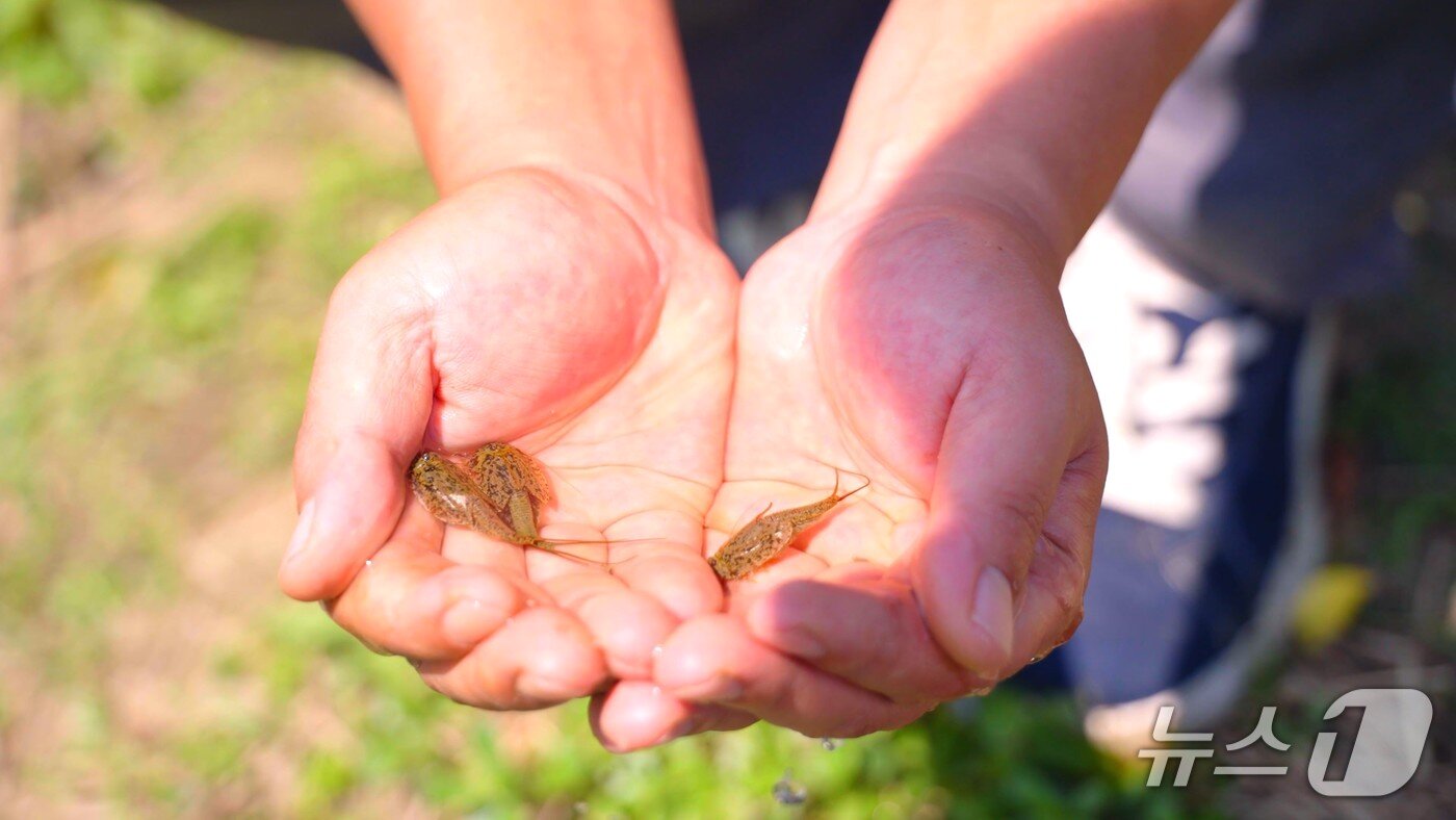 본문 이미지 - 충북 괴산군 감물면 오성리 일대 친환경 논에서 긴꼬리투구새우가 집단 서식 중인 모습이 확인됐다.&#40;괴산군 제공, 재판매 및 DB금지&#41;/뉴스1