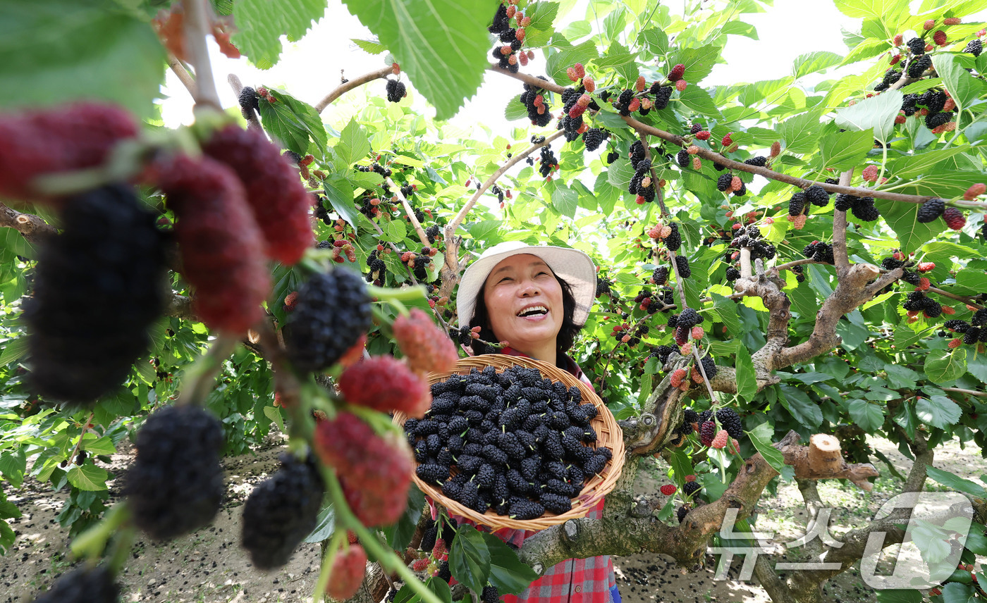 (서울=뉴스1) = 12일 경남 함양군 병곡면 오디마루 농장에서 제철을 맞은 '오디' 수확이 한창이다.(함양군 제공. 재판매 및 DB 금지) 2025.6.12/뉴스1