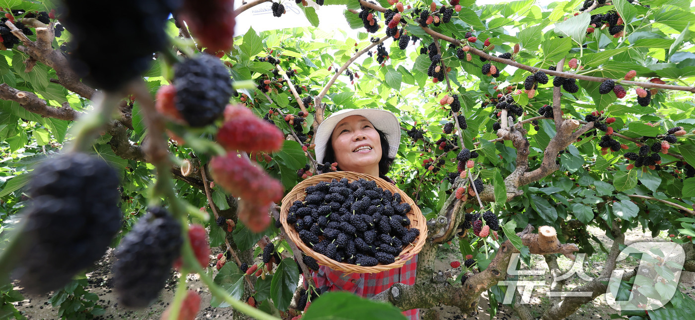 (서울=뉴스1) = 12일 경남 함양군 병곡면 오디마루 농장에서 제철을 맞은 '오디' 수확이 한창이다.(함양군 제공. 재판매 및 DB 금지) 2025.6.12/뉴스1