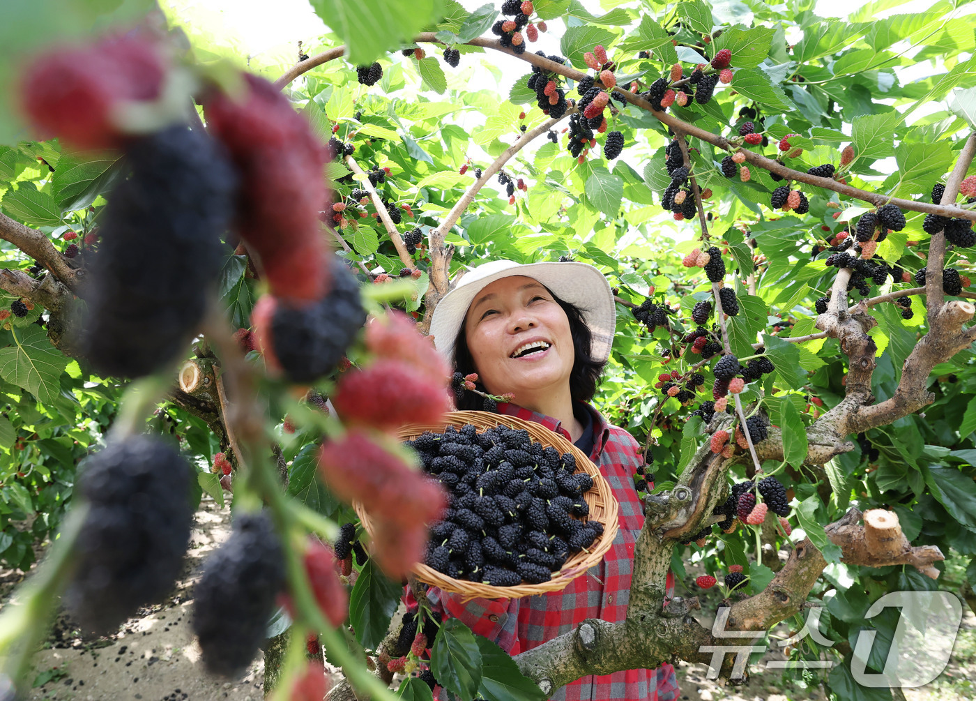 (서울=뉴스1) = 12일 경남 함양군 병곡면 오디마루 농장에서 제철을 맞은 '오디' 수확이 한창이다.(함양군 제공. 재판매 및 DB 금지) 2025.6.12/뉴스1