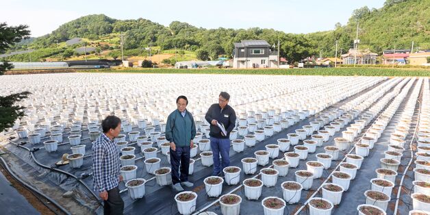 심민 임실군수, 치즈축제 장식할 국화꽃 재배지 현장 점검
