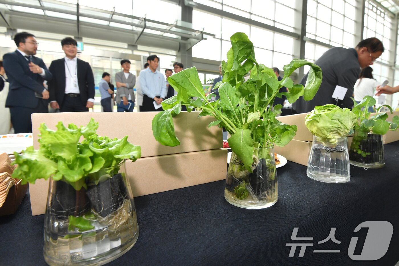 본문 이미지 - 12일 경북 포항시청에서 열린 '에어팜' 수확물 시식 행사에 다양한 종류의 채소가 전시됐다. 2025.6.12/뉴스1 ⓒ News1 최창호 기자