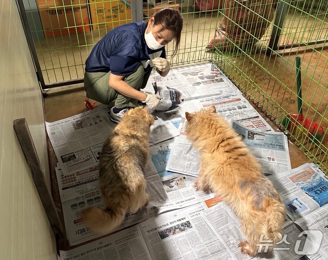 본문 이미지 - 동물보호소에서 봉사활동을 하고 있는 이효리&#40;보호소 제공&#41; ⓒ 뉴스1