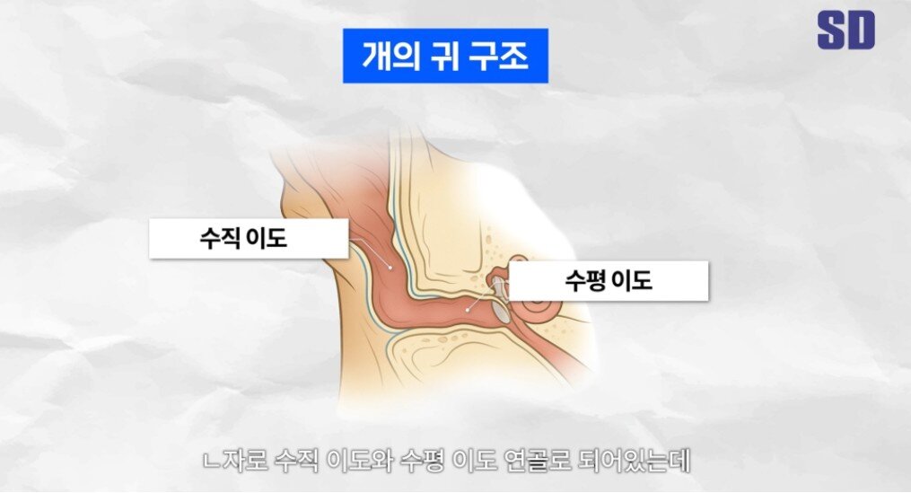 본문 이미지 - 정상적인 개의 귀 구조(SD동물의료센터 유튜브 갈무리) ⓒ 뉴스1