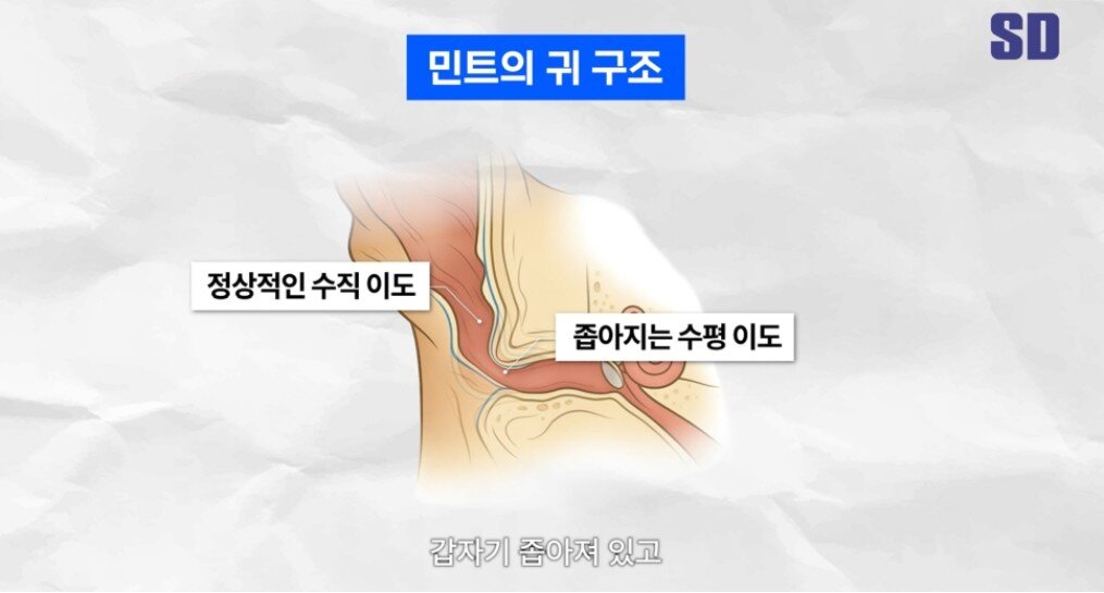 본문 이미지 - 수평 이도가 비정상적으로 좁아져 있는 민트의 귀 구조(SD동물의료센터 유튜브 갈무리) ⓒ 뉴스1