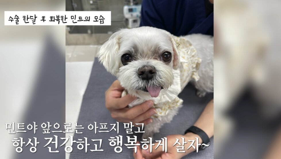 본문 이미지 - 수술 후 회복한 민트의 모습(SD동물의료센터 제공) ⓒ 뉴스1