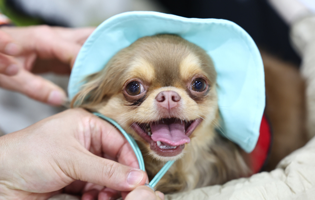돼지고기는 반려견 사료 부적합?…농진청 "영양학적 가치 충분"