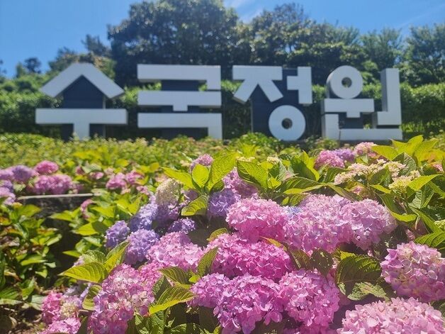 '1억송이 수국과 예술의 만남'…20~29일 신안 섬 수국축제