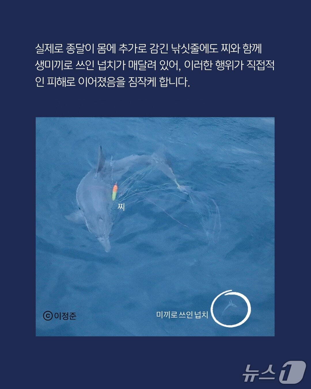 본문 이미지 -  종달이의 마지막 목격 사진. &#40;핫핑크돌핀스 제공. 재판매 및 DB 금지&#41;/뉴스1