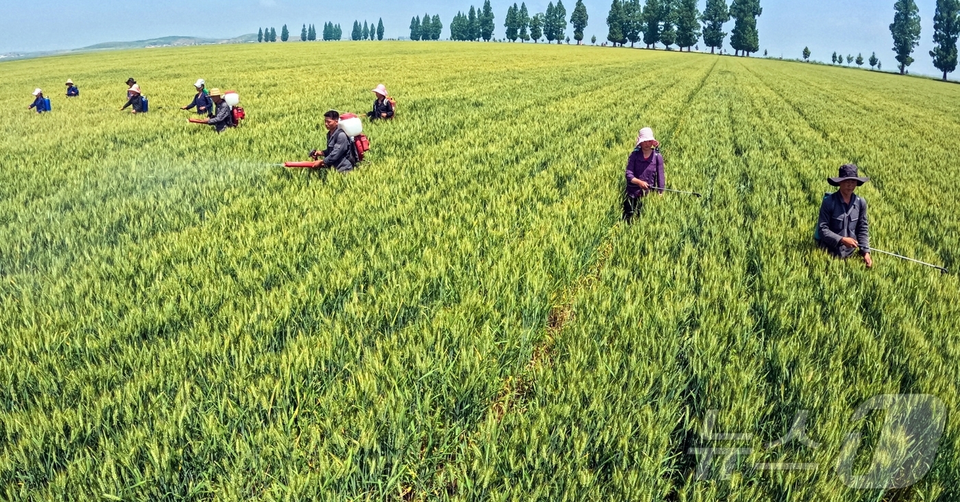 (평양 노동신문=뉴스1) = 북한 노동당 기관지 노동신문은 14일 농민들이 "올곡식 농사에서부터 다수확을 안아올 일념을 안고 비배 관리에 힘을 넣고있다"고 보도했다. [국내에서만 …