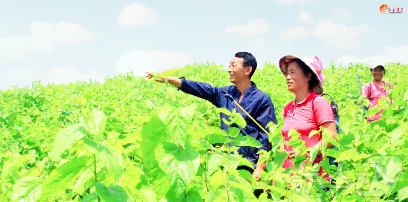 (평양 노동신문=뉴스1) = 북한 노동당 기관지 노동신문은 15일 "잠업발전을 위한 실질적인 대책을 강구해야 한다"라고 전했다. [국내에서만 사용가능. 재배포 금지. DB 금지. …