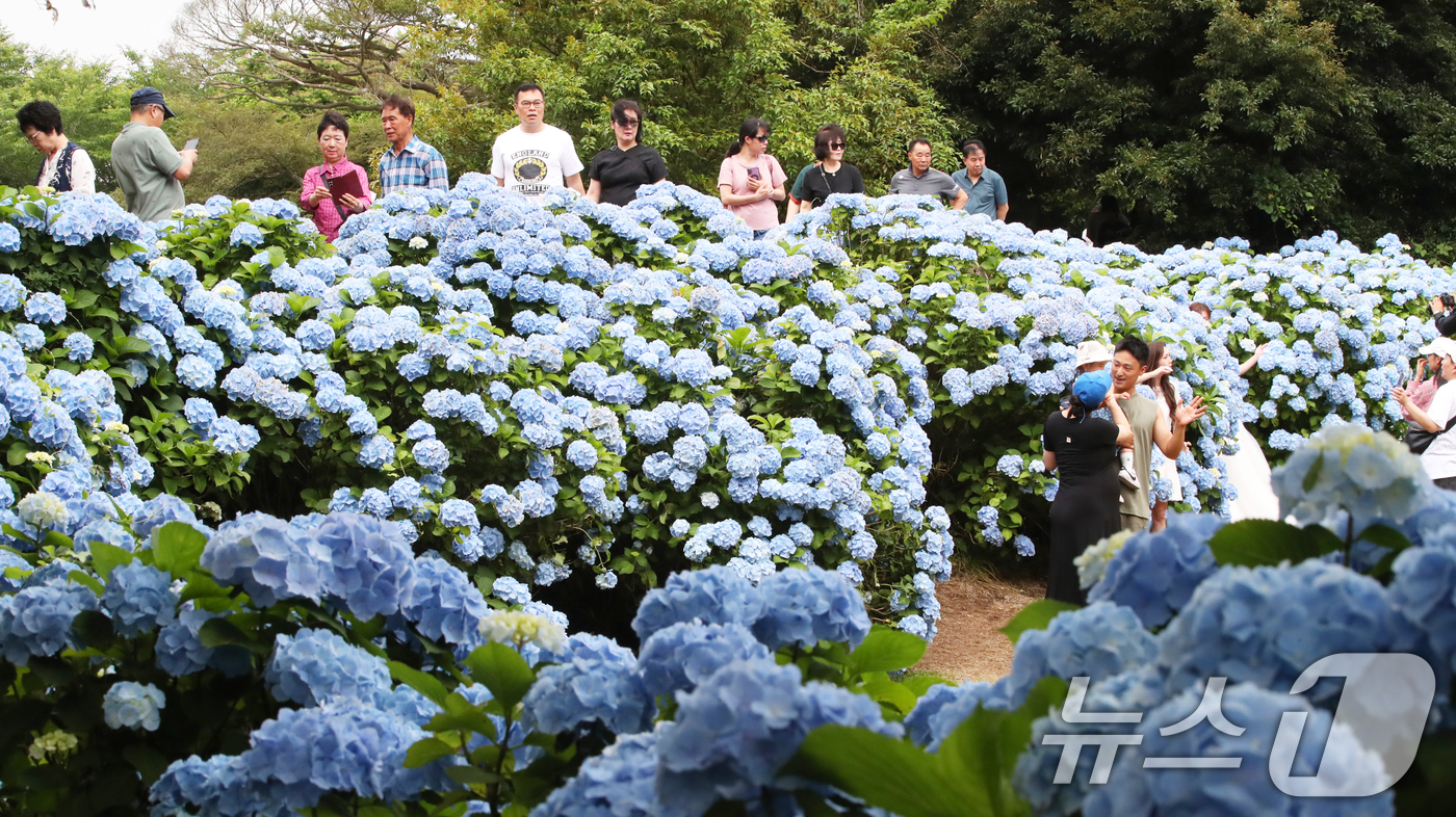 (서귀포=뉴스1) 오현지 기자 = 비가 소강상태를 보이는 15일 오후 수국이 만개한 제주 서귀포시 성산읍 혼인지에서 관광객들이 사진을 찍으며 추억을 남기고 있다. 2025.6.15 …