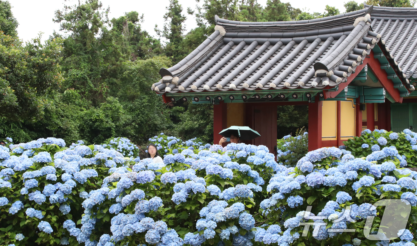 (서귀포=뉴스1) 오현지 기자 = 비가 소강상태를 보이는 15일 오후 수국이 만개한 제주 서귀포시 성산읍 혼인지에서 관광객들이 사진을 찍으며 추억을 남기고 있다. 2025.6.15 …