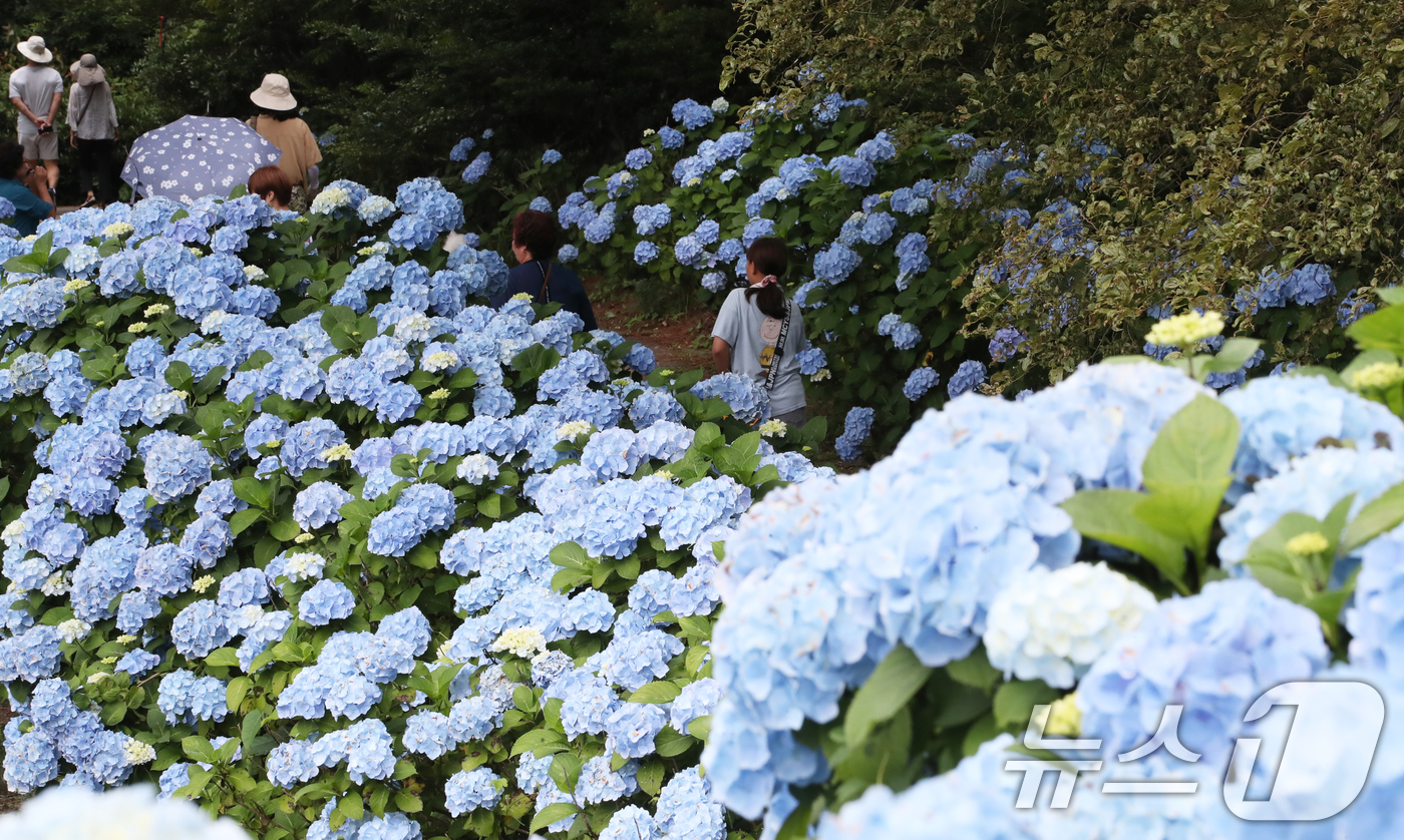 (서귀포=뉴스1) 오현지 기자 = 비가 소강상태를 보이는 15일 오후 수국이 만개한 제주 서귀포시 성산읍 혼인지에서 관광객들이 사진을 찍으며 추억을 남기고 있다. 2025.6.15 …
