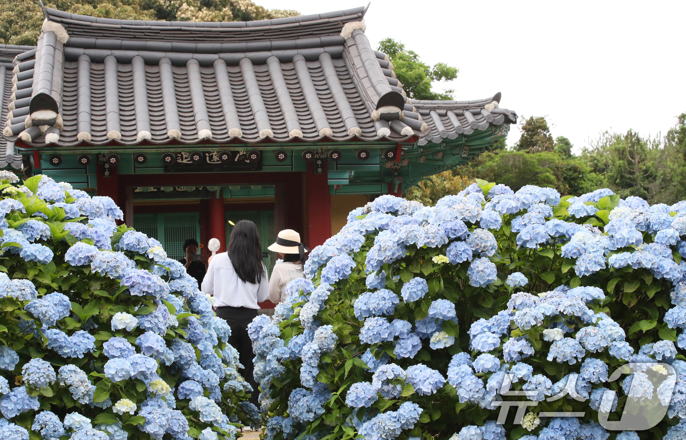 (서귀포=뉴스1) 오현지 기자 = 비가 소강상태를 보이는 15일 오후 수국이 만개한 제주 서귀포시 성산읍 혼인지에서 관광객들이 사진을 찍으며 추억을 남기고 있다. 2025.6.15 …