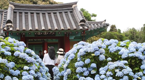 비 멈춘 사이 제주 수국 산책