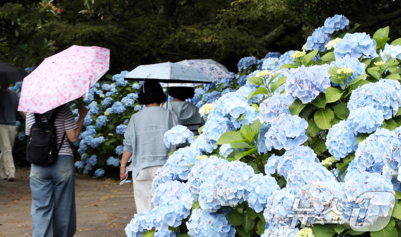 (서귀포=뉴스1) 오현지 기자 = 비가 소강상태를 보이는 15일 오후 수국이 만개한 제주 서귀포시 성산읍 혼인지에서 관광객들이 사진을 찍으며 추억을 남기고 있다. 2025.6.15 …