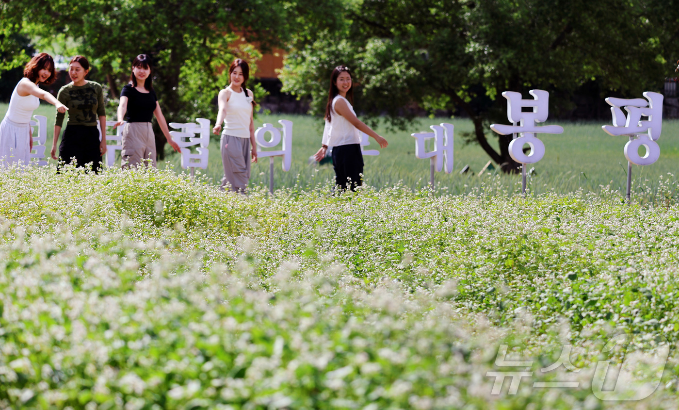 (서울=뉴스1) = 15일 휴일을 맞아 강원도 평창 봉평에서 열린 제3회 봉평 오얏나무숲 메밀꽃축제를 찾은 방문객들이 초여름 메밀 꽃밭을 즐기고 있다. (봉평메밀영농조합 제공. 재 …