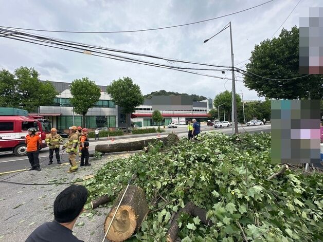 광주 북구 한 도로서 가로수 쓰러져…차량 이동 불편