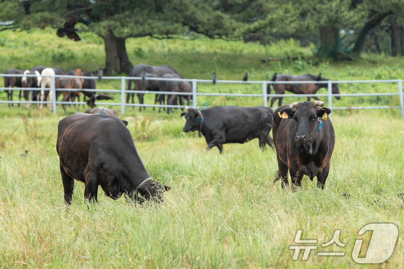 (서울=뉴스1) = 16일 제주시 농촌진흥청 국립축산과학원에서 육성중인 제주흑우 30여 마리가 난지축산연구센터 내 초지에서 풀을 뜯고 있다. (농촌진흥청 제공. 재판매 및 DB 금 …