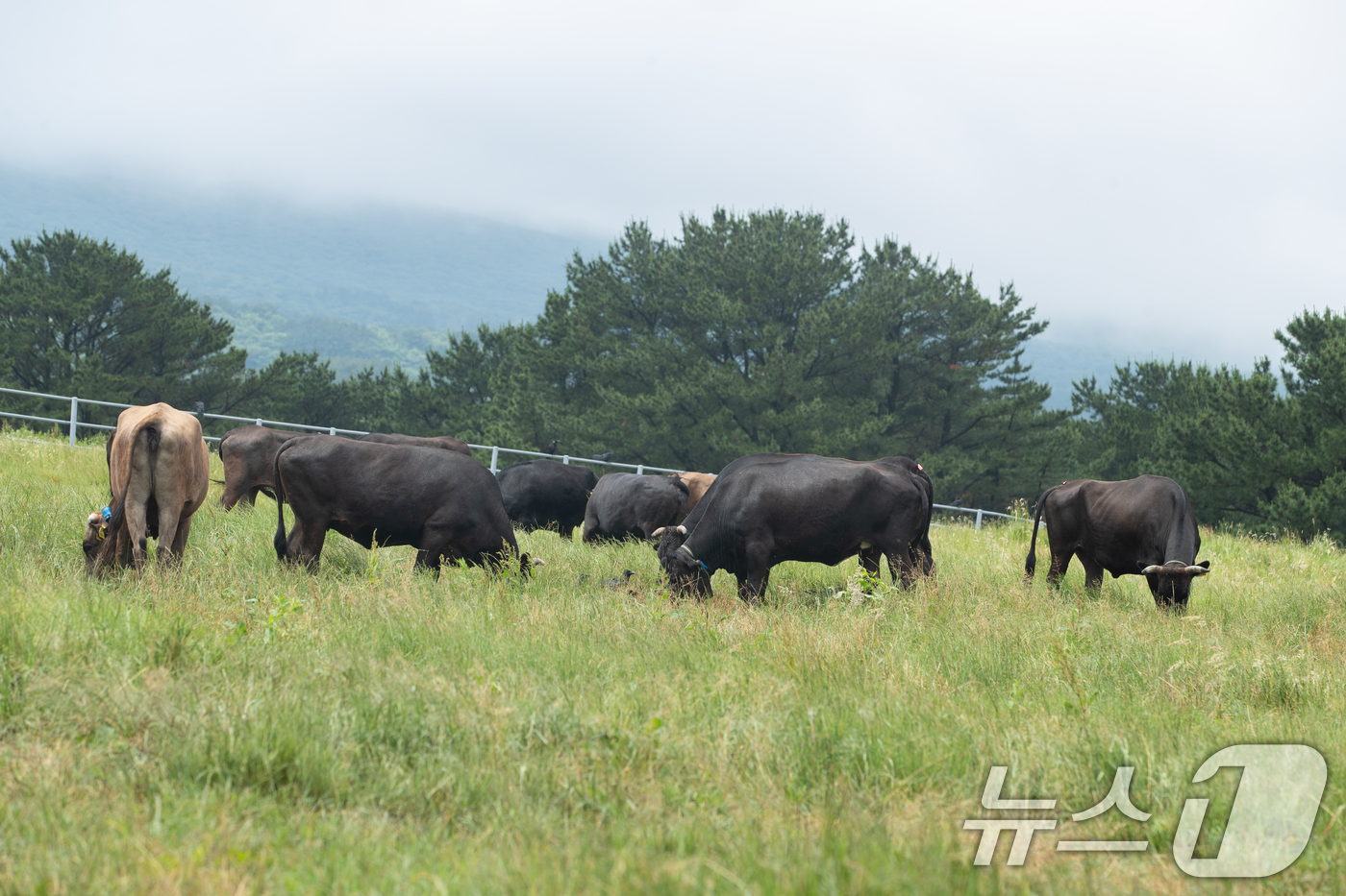 (서울=뉴스1) = 16일 제주시 농촌진흥청 국립축산과학원에서 육성중인 제주흑우 30여 마리가 난지축산연구센터 내 초지에서 풀을 뜯고 있다. (농촌진흥청 제공. 재판매 및 DB 금 …