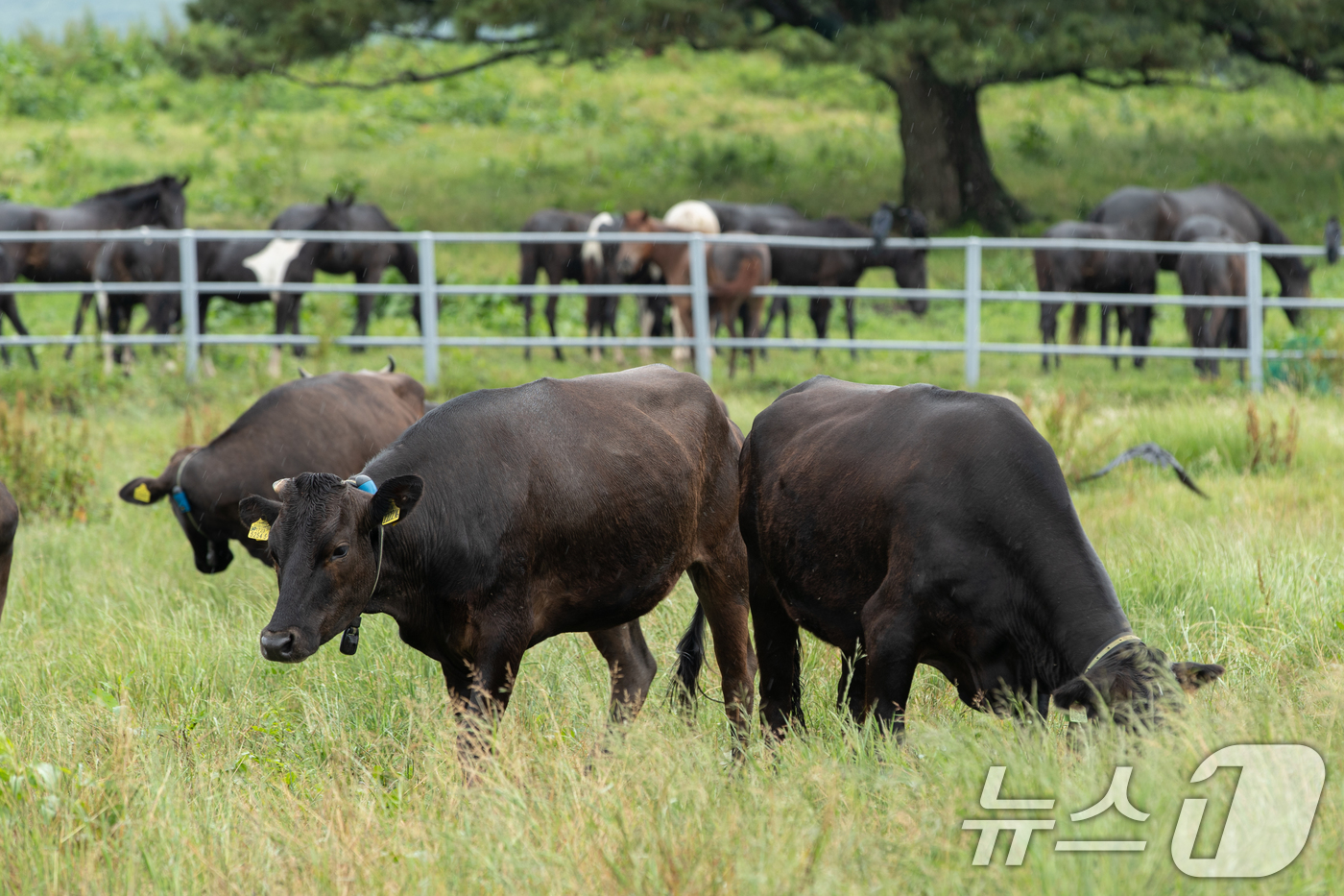 (서울=뉴스1) = 16일 제주시 농촌진흥청 국립축산과학원에서 육성중인 제주흑우 30여 마리가 난지축산연구센터 내 초지에서 풀을 뜯고 있다. (농촌진흥청 제공. 재판매 및 DB 금 …