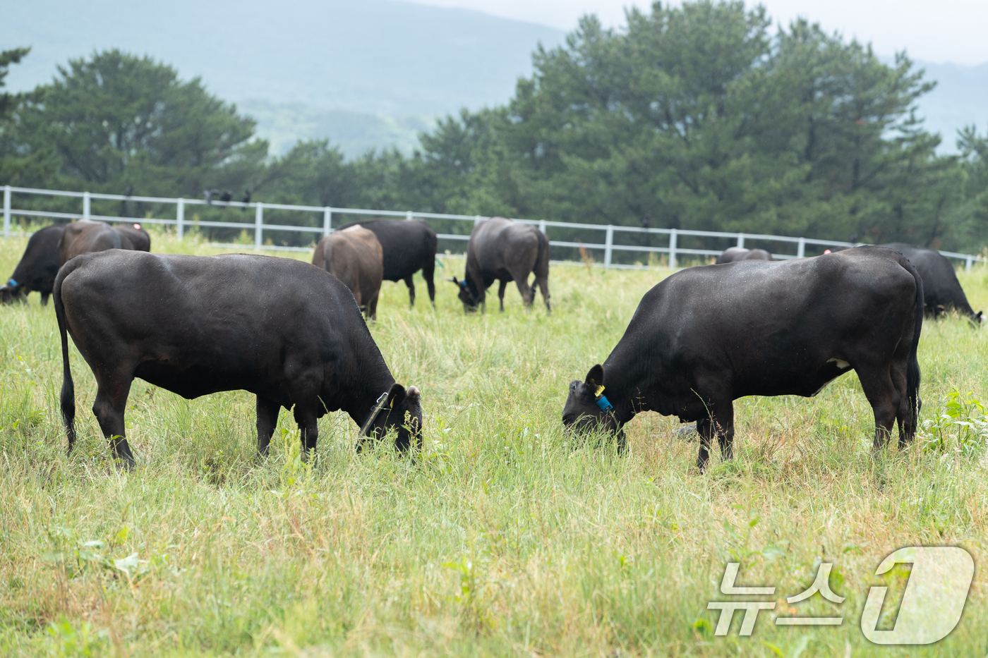 (서울=뉴스1) = 16일 제주시 농촌진흥청 국립축산과학원에서 육성중인 제주흑우 30여 마리가 난지축산연구센터 내 초지에서 풀을 뜯고 있다. (농촌진흥청 제공. 재판매 및 DB 금 …